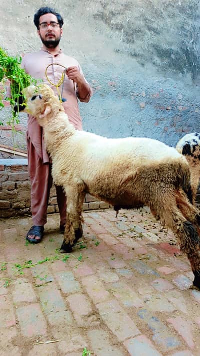 Qurbani sheep for sale