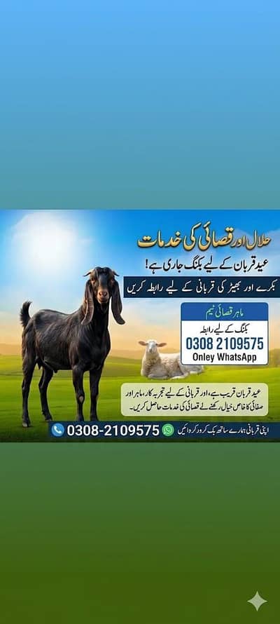 professional Qasai Available in sagian Shahdra Gwalmandi and Shadbah
