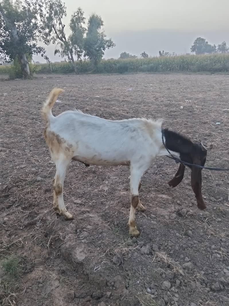 vaishe 4