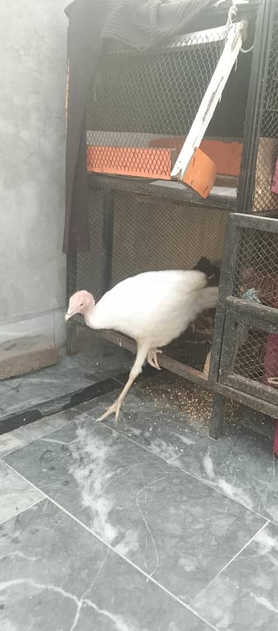 turkey bird female