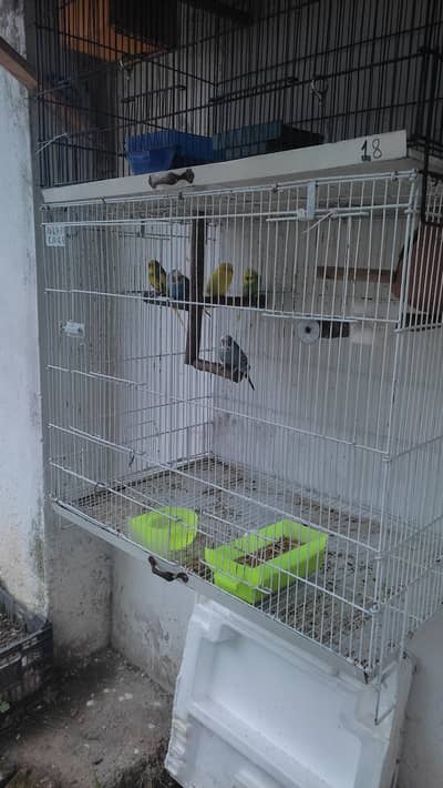 Birds Cage & Birds