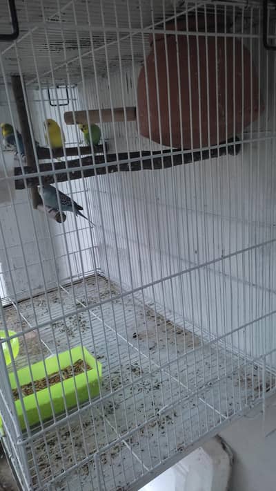 Birds Cage & Birds