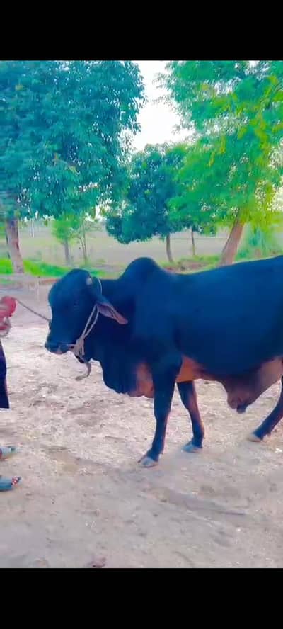 cow for Qurbani