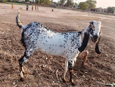asshadullah pur