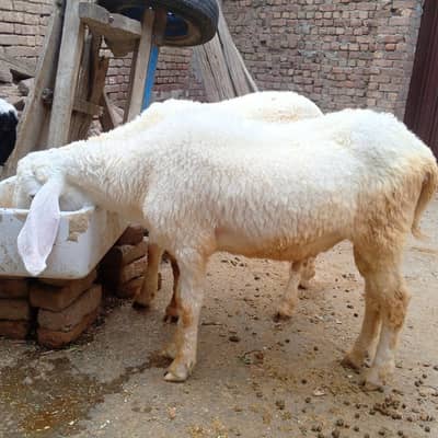sheep selling