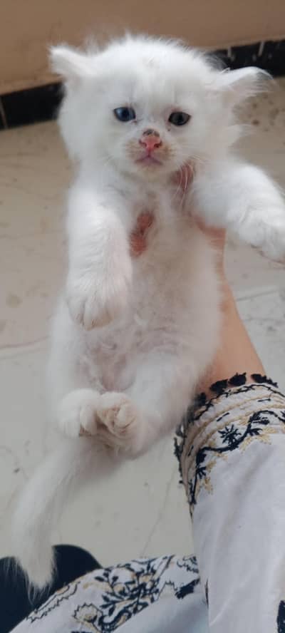 white kitten