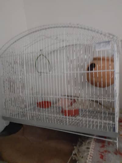 Birds and Parrots Cage