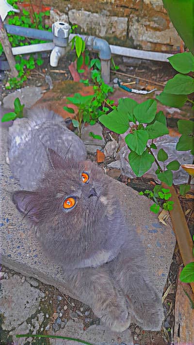 Persian cat
