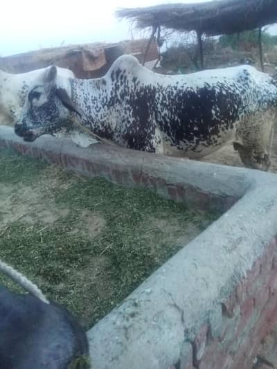 Mashallah full active or healthy munasib price. ma