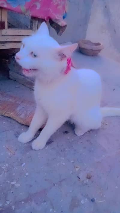 Persian cat