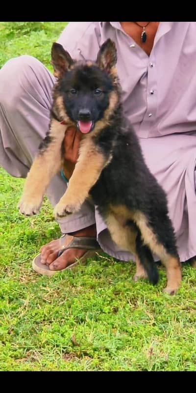 German Shepherd female for sale