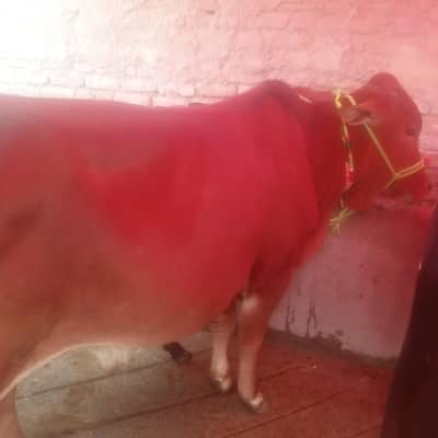 bachda for qurbani sale