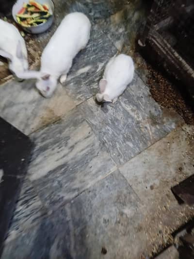rabbit pair