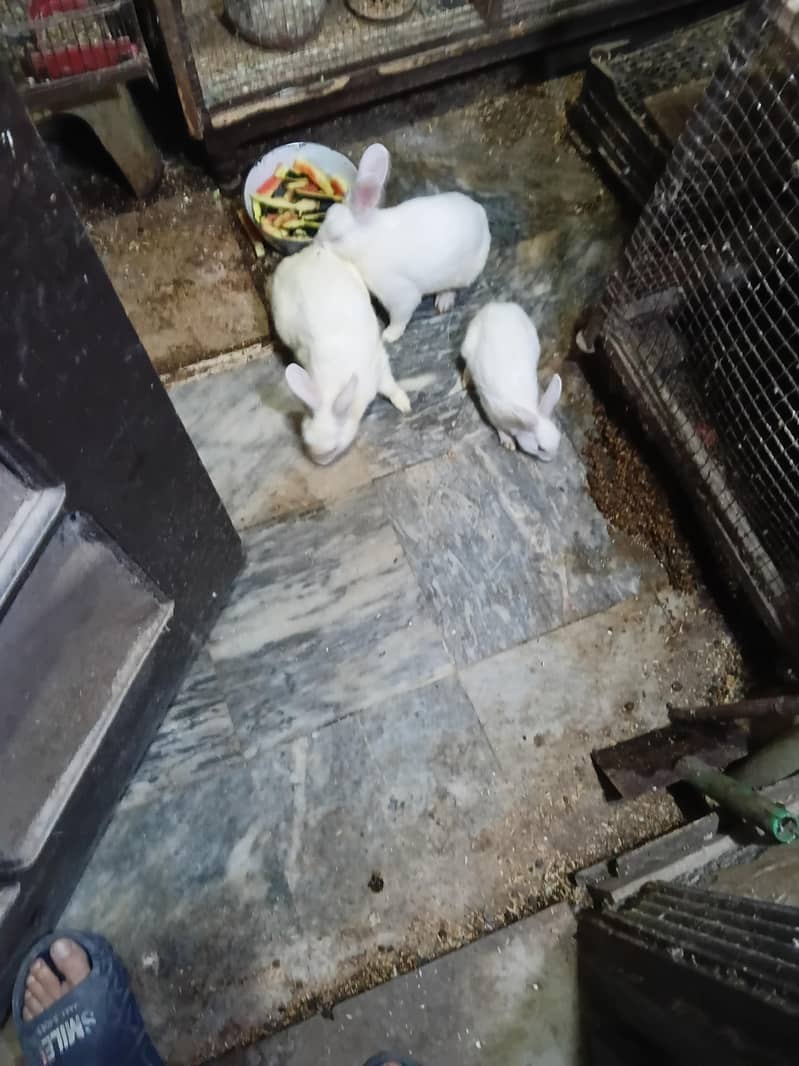 rabbit pair 2