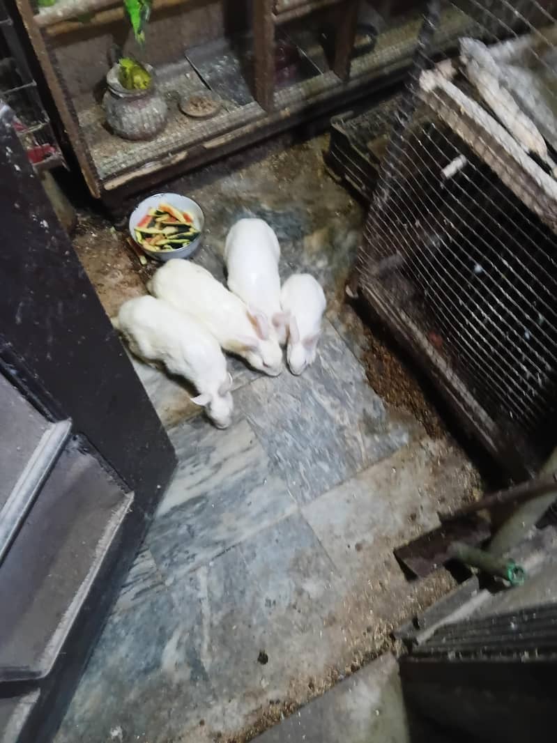 rabbit pair 3