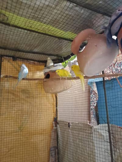parrot