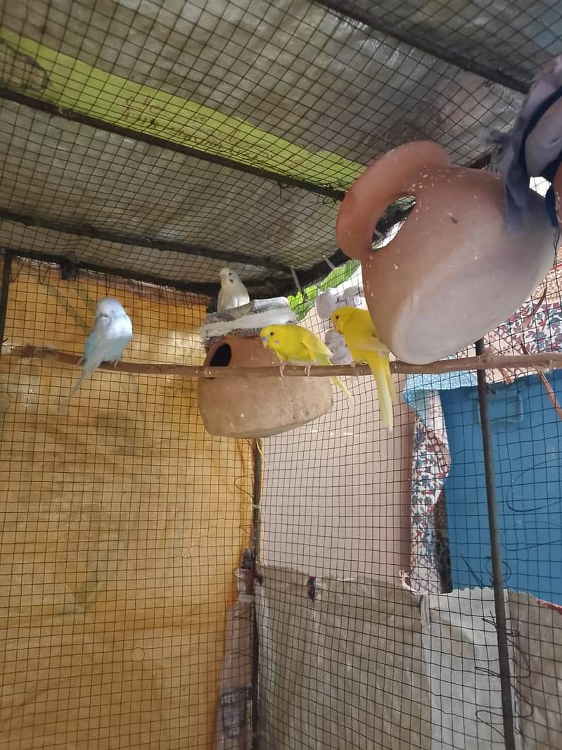 parrot 1