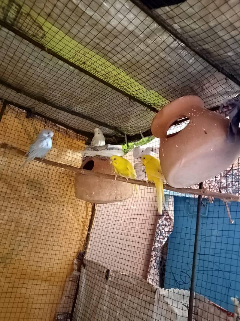 parrot 2