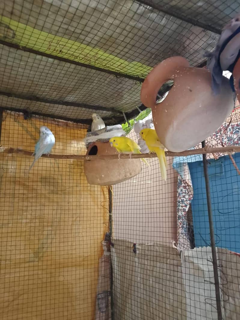 parrot 3