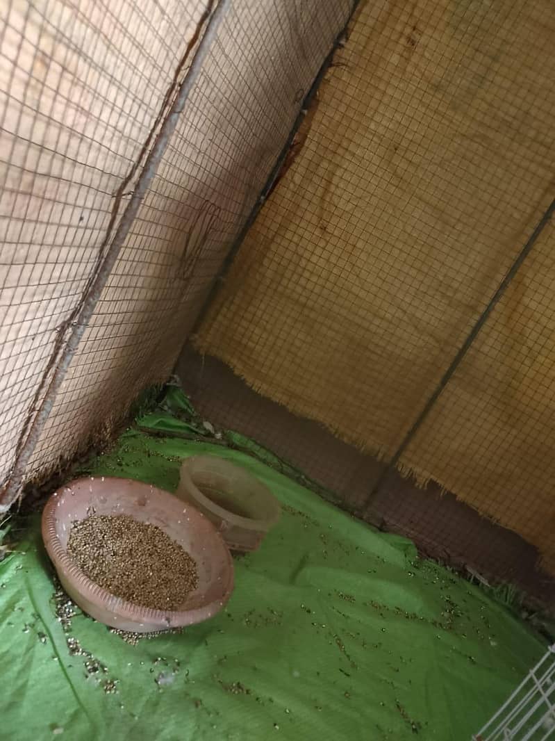 parrot 4