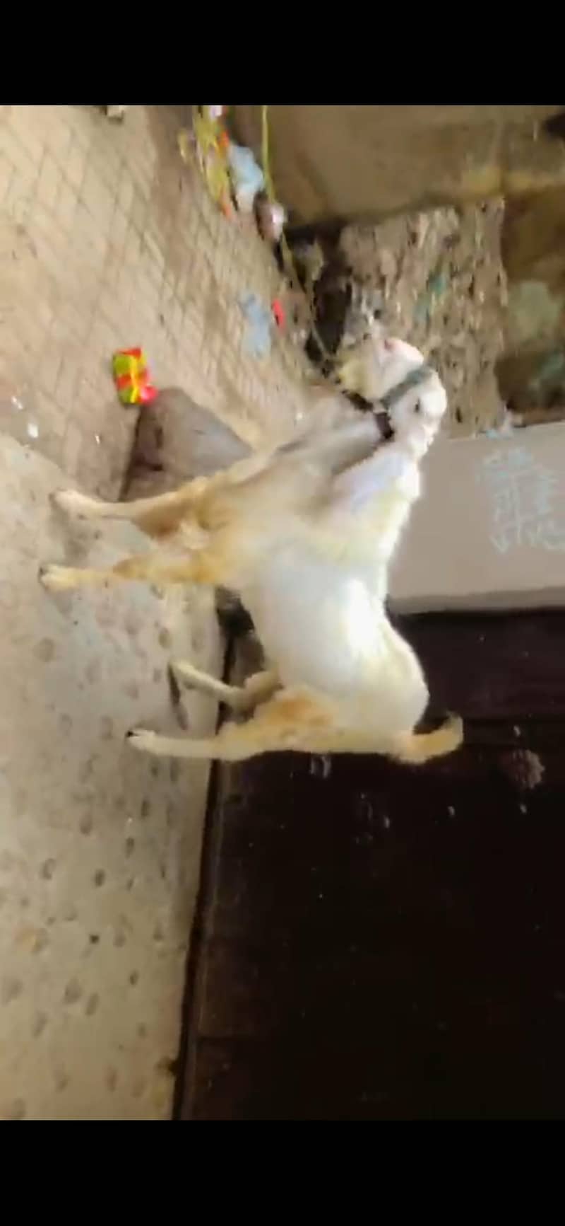 Bakra 0