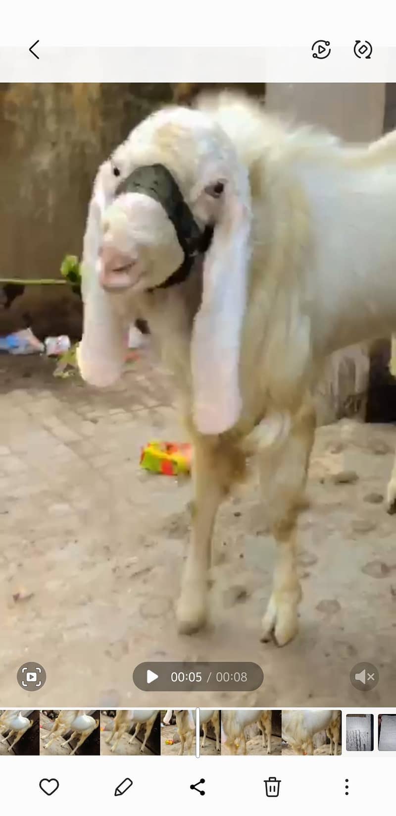 Bakra 1