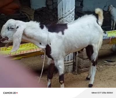 Qurbani wale donda