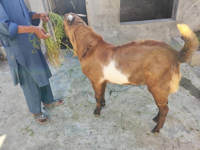 qurbani klye bakra for sale