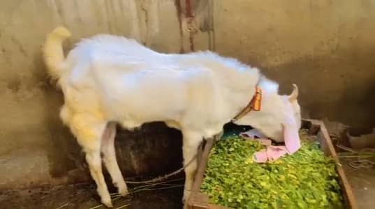 Bakra for sell