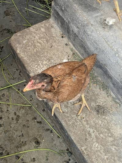 aseel murga chicks