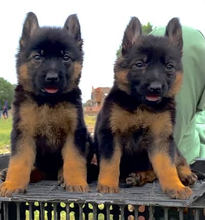 German Shepherd pair 2 month for sale cargo Pakistan available