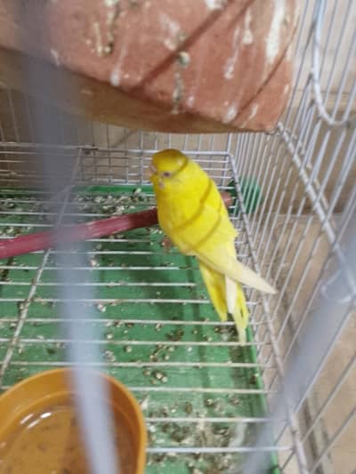 Finch pair and budige pair
