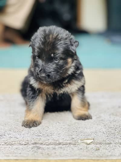 Long Coat German Shepherd Puppies | Black Face Mask | Top Quality
