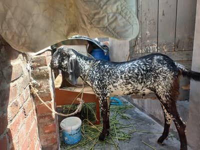 Qurbani ka bakra 03478163139