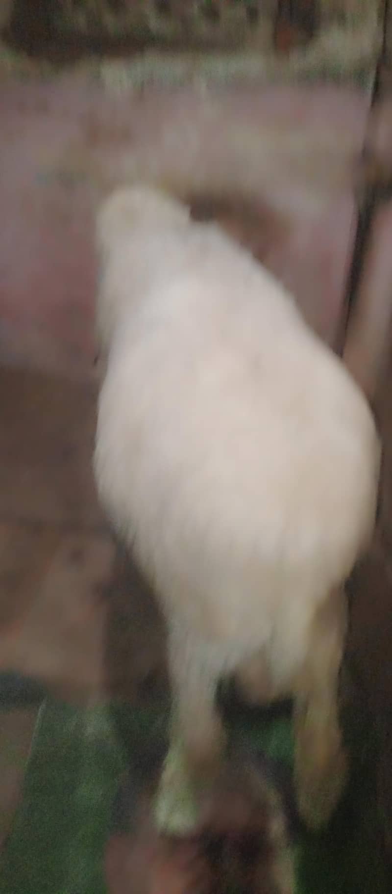 sheep 1