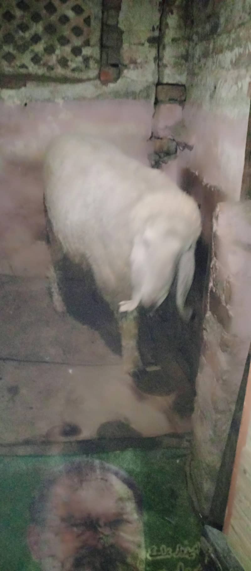 sheep 2