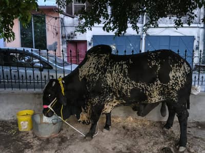 bull for sale