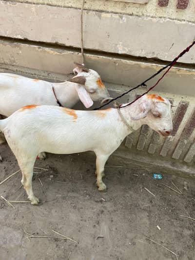 Do daant khassi bakray available for sale