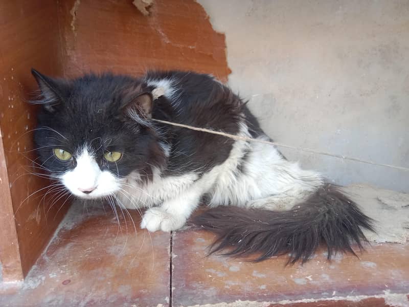 Cats. 1