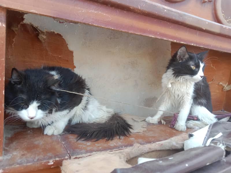 Cats. 2