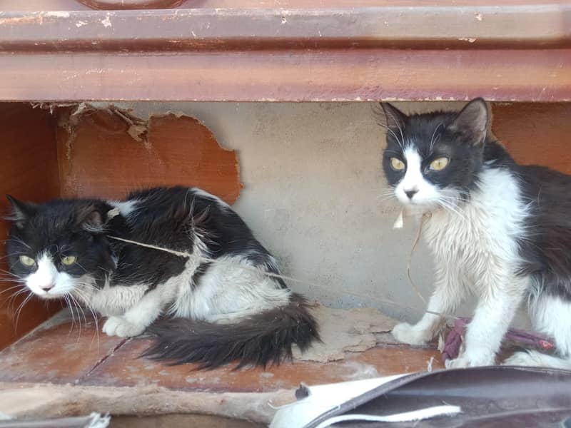 Cats. 3