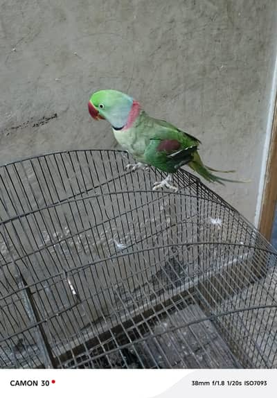 Raw parrot Talking Parrot very cute