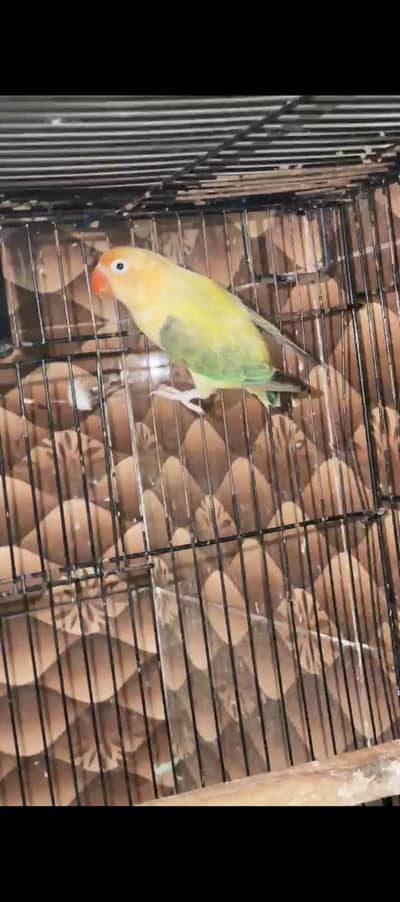 Parblue euwing opaline/pf Breeder Female