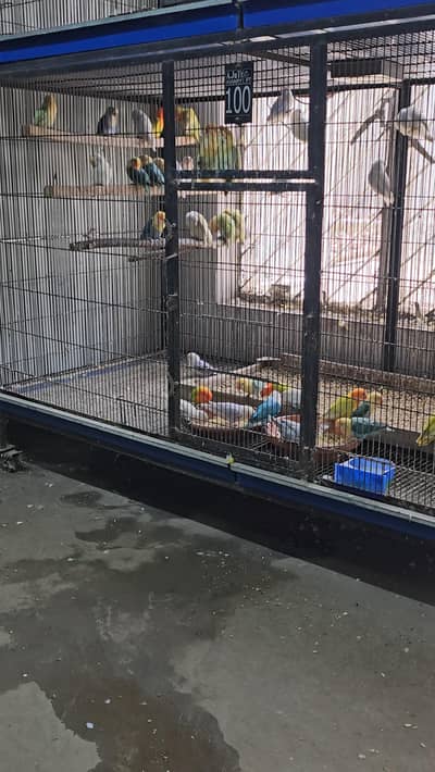 love bird  opline