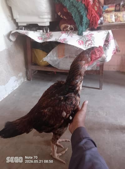 Madia Aseel