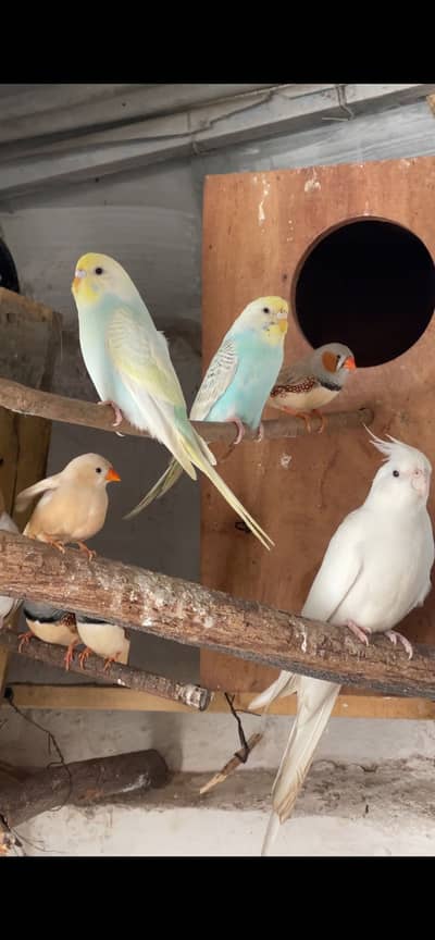 Rainbow Budgies & opline loveBirds