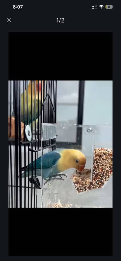 LoveBirds opline