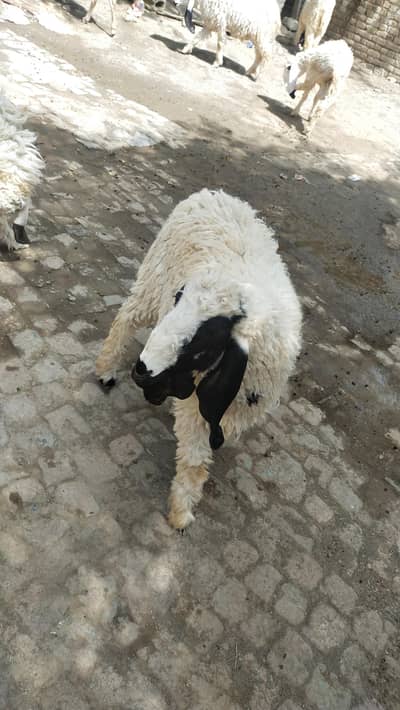 kajlay dumbay for sale.  90000 each