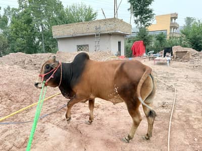 Qurbani bull for sale park view city