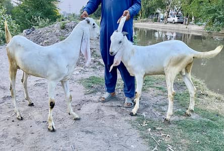 Bakray For Sale 0304-9596983